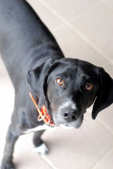 REX (croisé labrador) DSC_0028