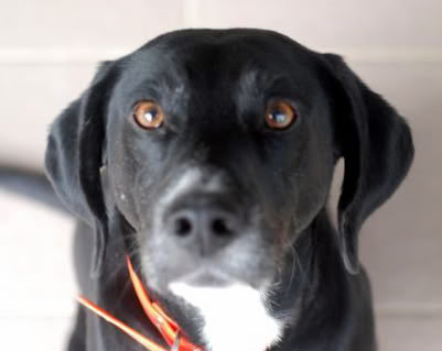 REX (croisé labrador) DSC_0032-2