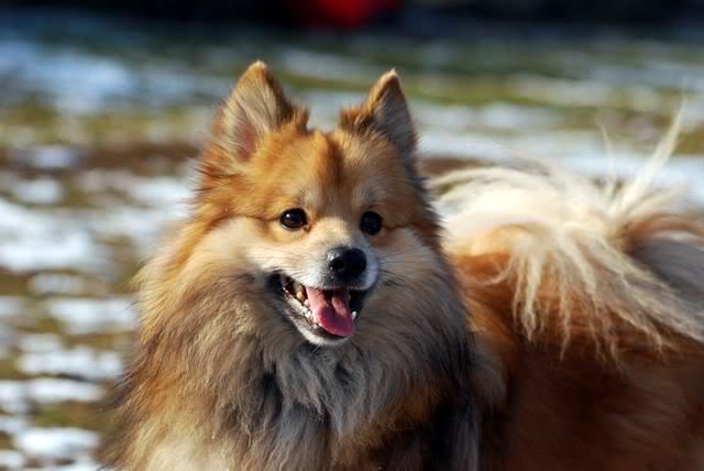 CARAMEL (Spitz) DSC_0087-6