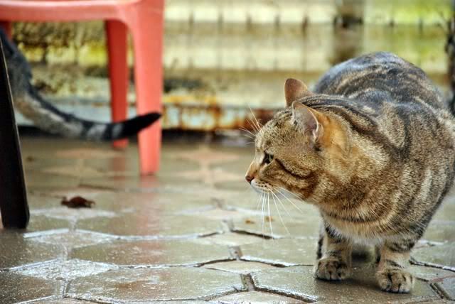 PELUCHE (Tabby) - FIV+ DSC_0100-4