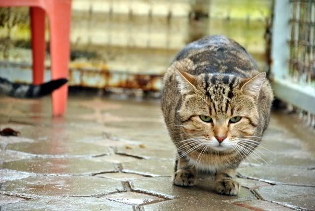 PELUCHE (Tabby) - FIV+ DSC_0102-8