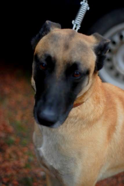 ZACH (Malinois) - Page 5 DSC_0176-1