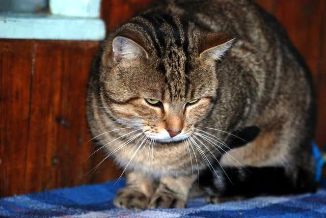 PELUCHE (Tabby) - FIV+ DSC_0178-6