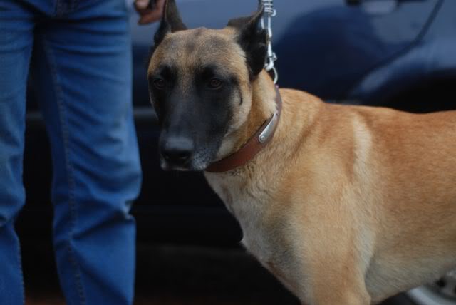 ZACH (Malinois) - Page 5 DSC_0185-2