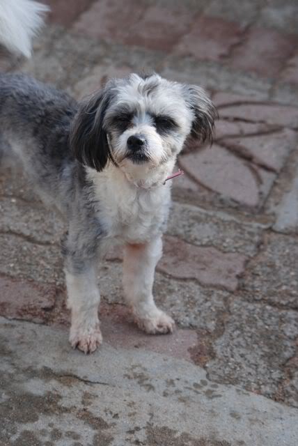 CANDIE (Lhassa apso croirée York) DSC_0224-9