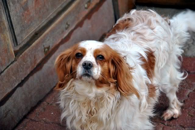 ASTUCE (Cavalier King Charles) - Page 3 DSC_0241-1