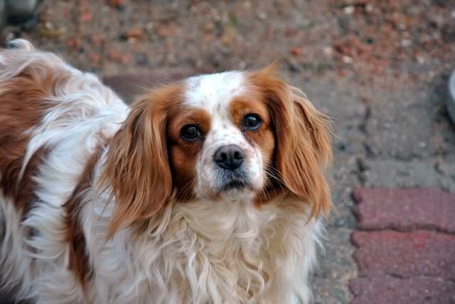 ASTUCE (Cavalier King Charles) - Page 3 DSC_0245-2