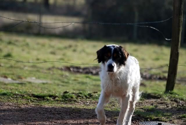 SNOOPY (croisé setter) DSC_0357-4