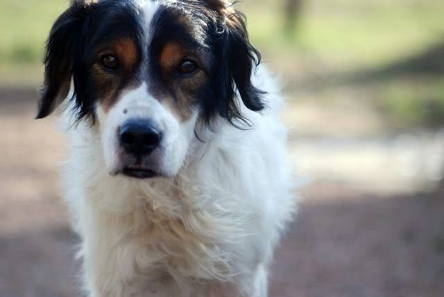 SNOOPY (croisé setter) DSC_0359-1