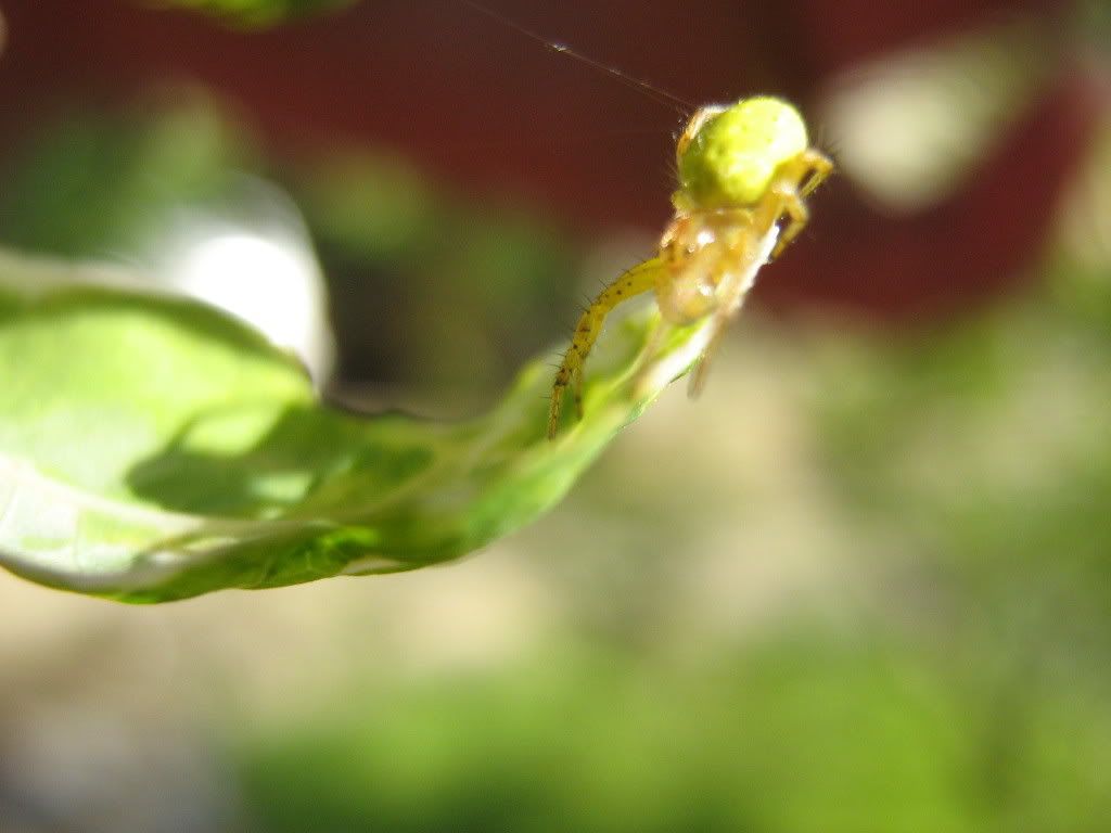 Alexandra-galerija(sve i svasta) Insekti6