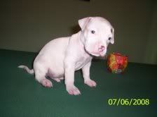 Pit pups Pups3