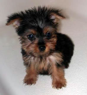 Since no one wants to post... Yorkie-puppy-brown-tan-black-white