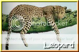 Formulaire Leopard