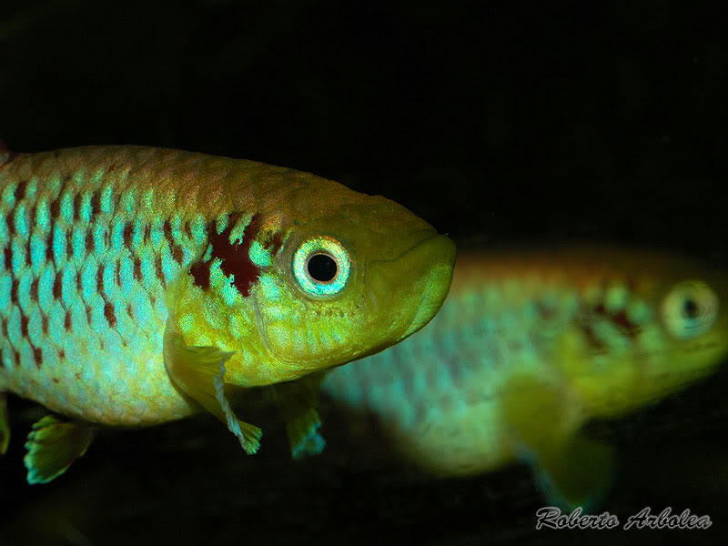 Nothobranchius guentheri "Zanzibar Island TAN 97-2" DSC_8943