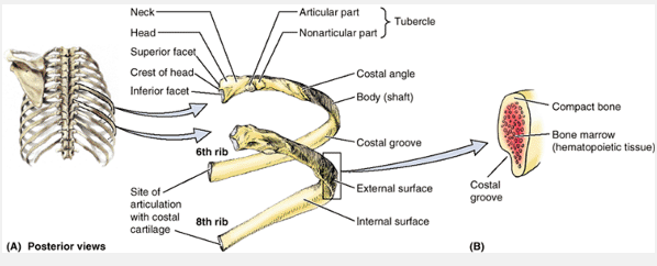 3badat al tafakor Rib002