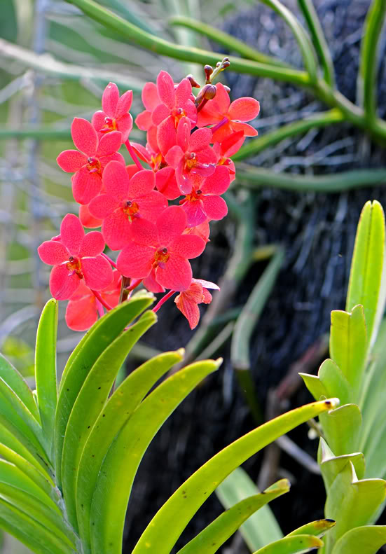 Fleurs tropicales DSC_2014modpt