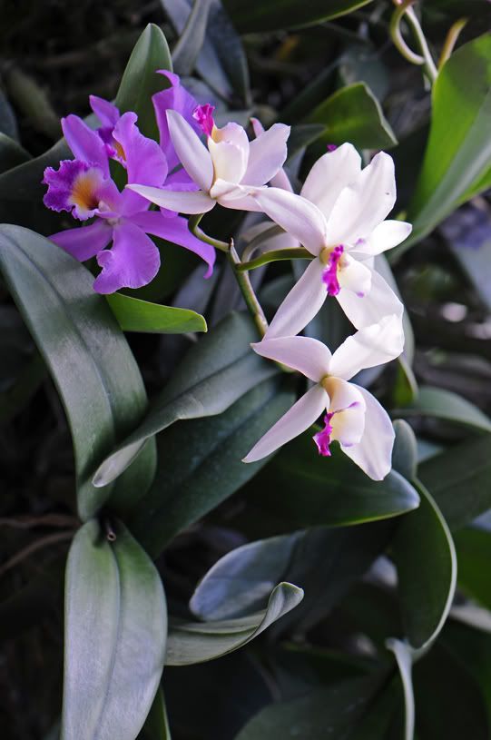 Suite des fleurs tropicales... DSC_2022pt