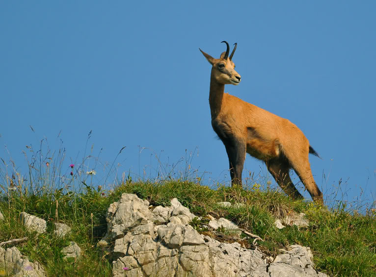 Chamois... PtchamoisBarzisa043modcor