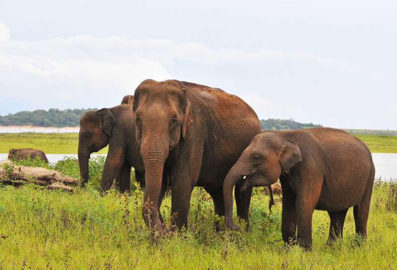 Elephants Ptsrilanka1328