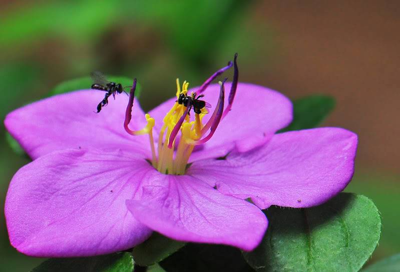 Fleurs et insectes Ptsrilanka2296