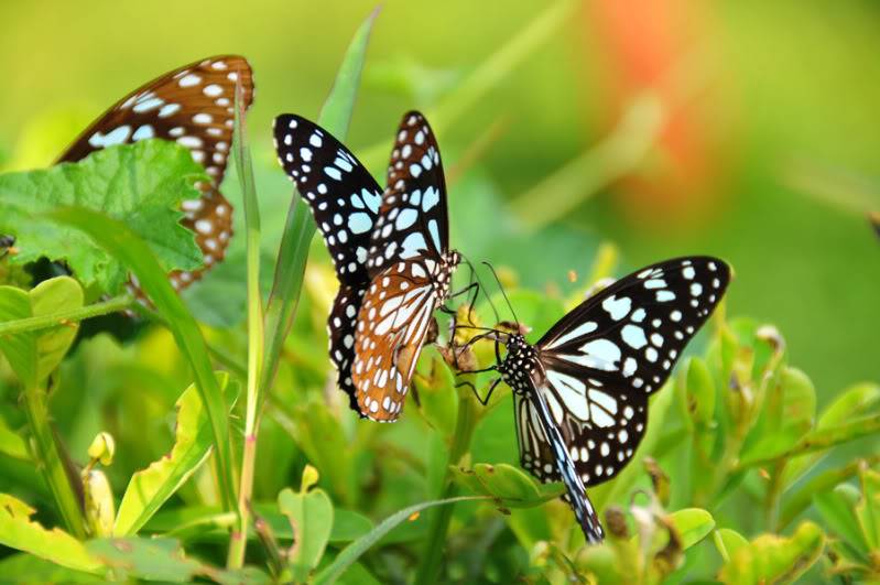 Papillons Ptsrilanka3257