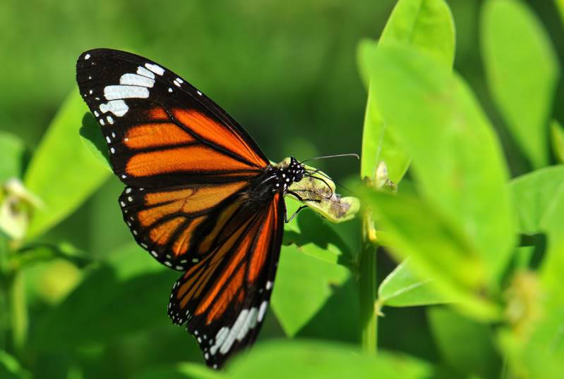 Papillons Ptsrilanka4505