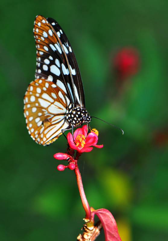 Papillons Ptsrilanka4519