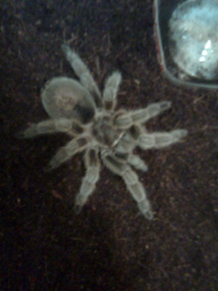 Genero grammostola Imagen006