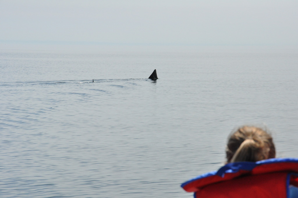 Requin 9 mètres (photos) DSC_1249_zpsyrbnui6a