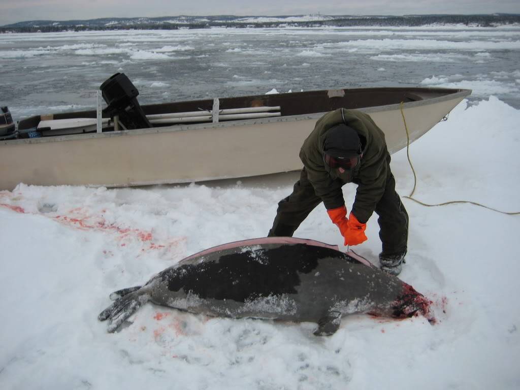 Photos de chasse aux loups-marins IMG_0526