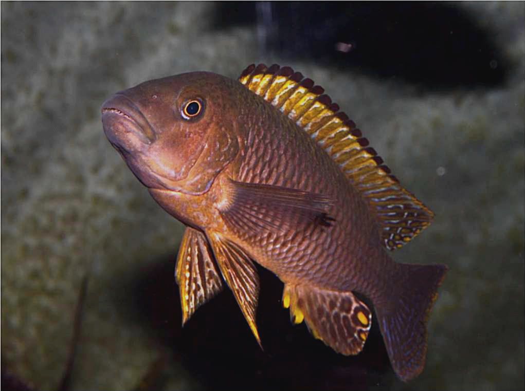 Tropheus, Petrochromis y Simochromis - Página 2 Picture1