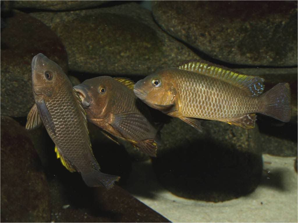 Tropheus, Petrochromis y Simochromis - Página 2 Picture3-1