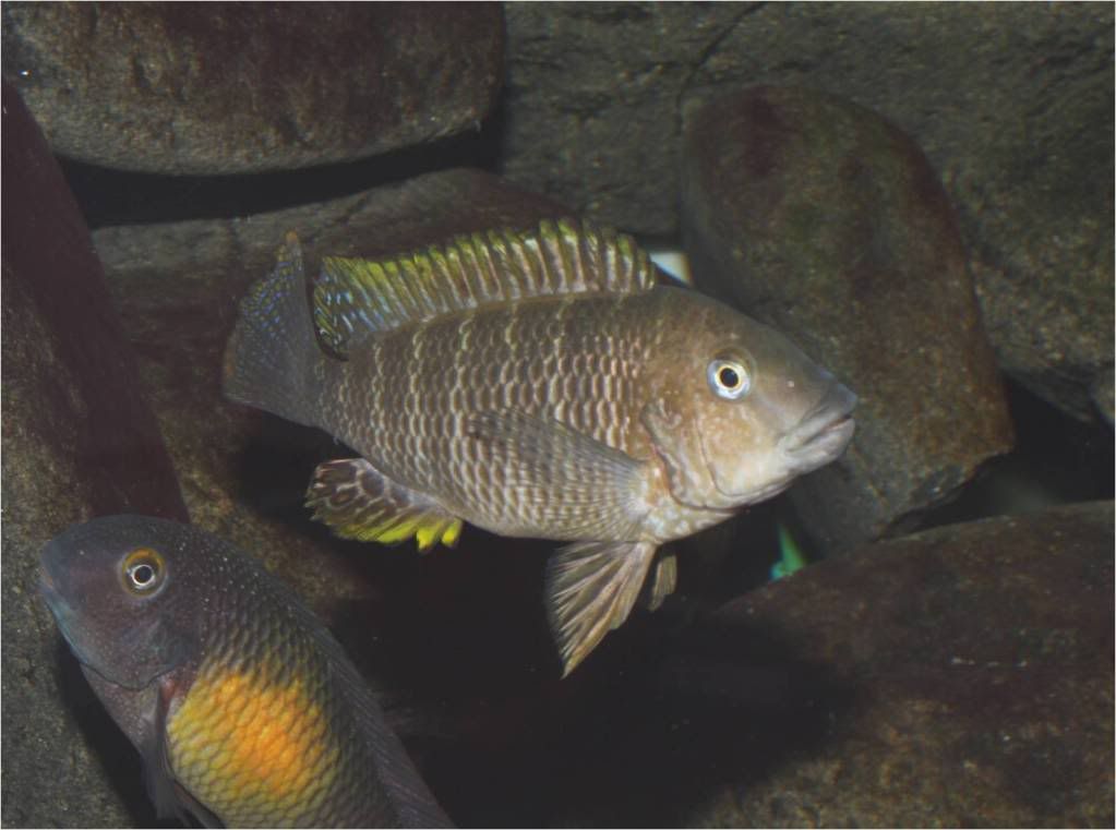 Tropheus, Petrochromis y Simochromis - Página 2 Picture8-1