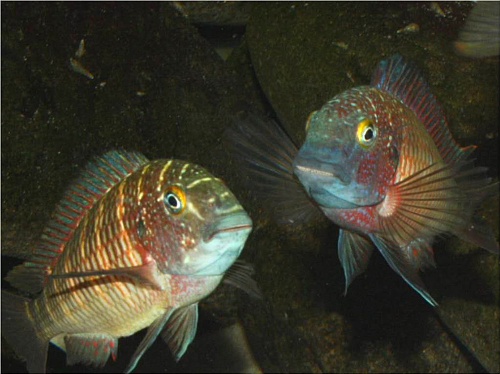 Tropheus moorii lufubu real Picture1-17