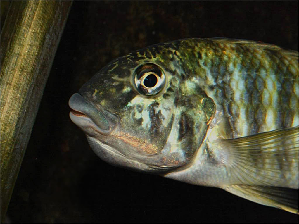 Tropheus, Petrochromis y Simochromis - Página 4 Picture1-10