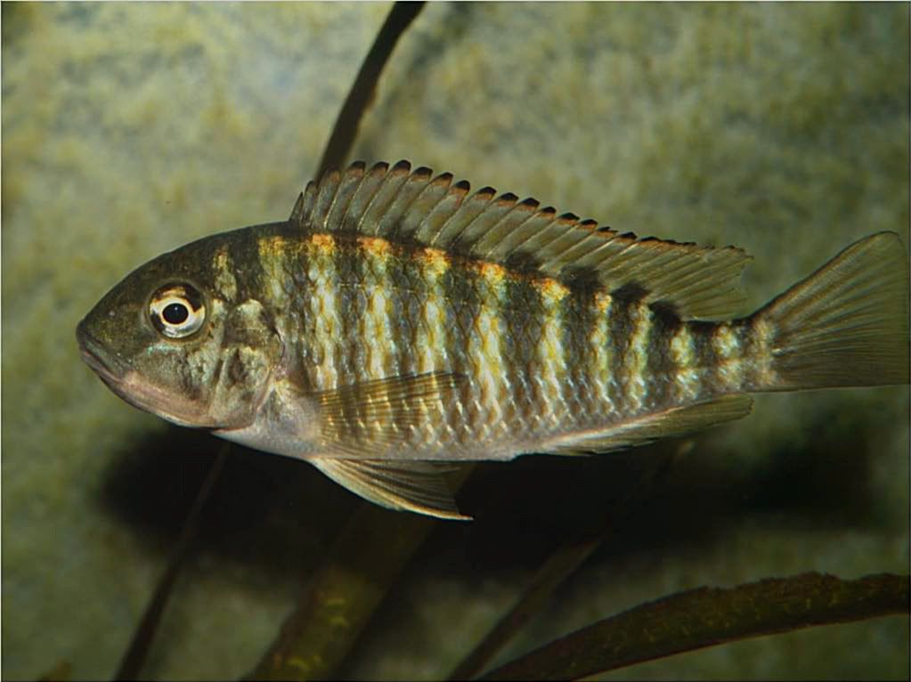 Tropheus, Petrochromis y Simochromis - Página 2 Picture1-2