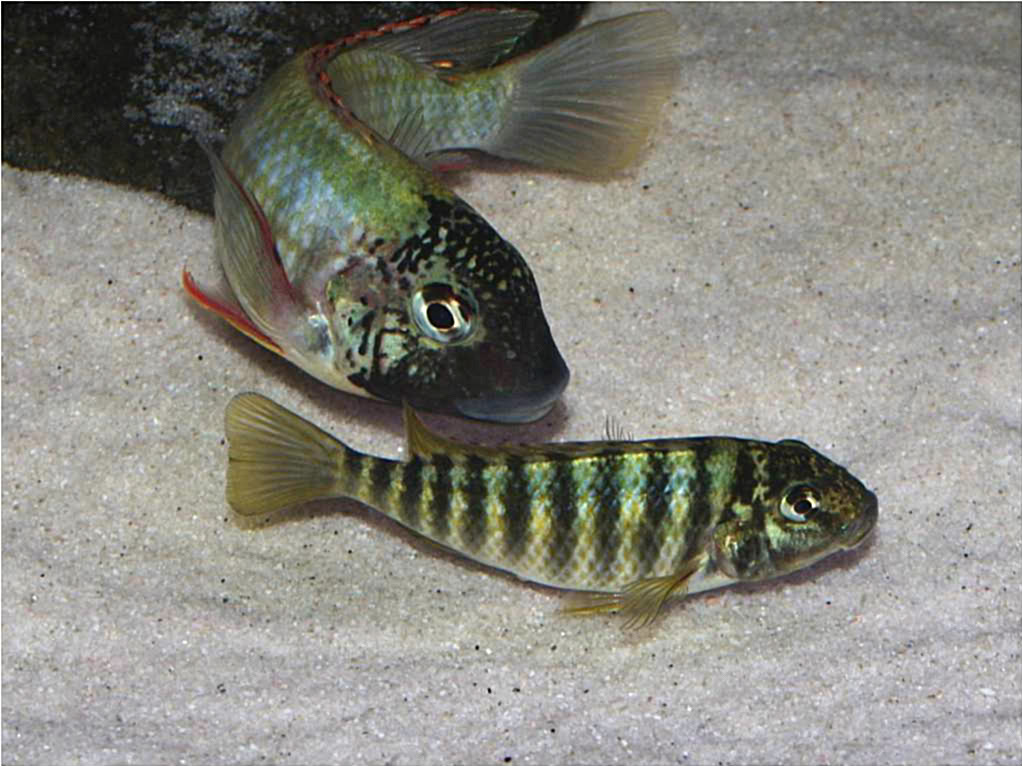 Simochromis diagrama isanga Picture2-13