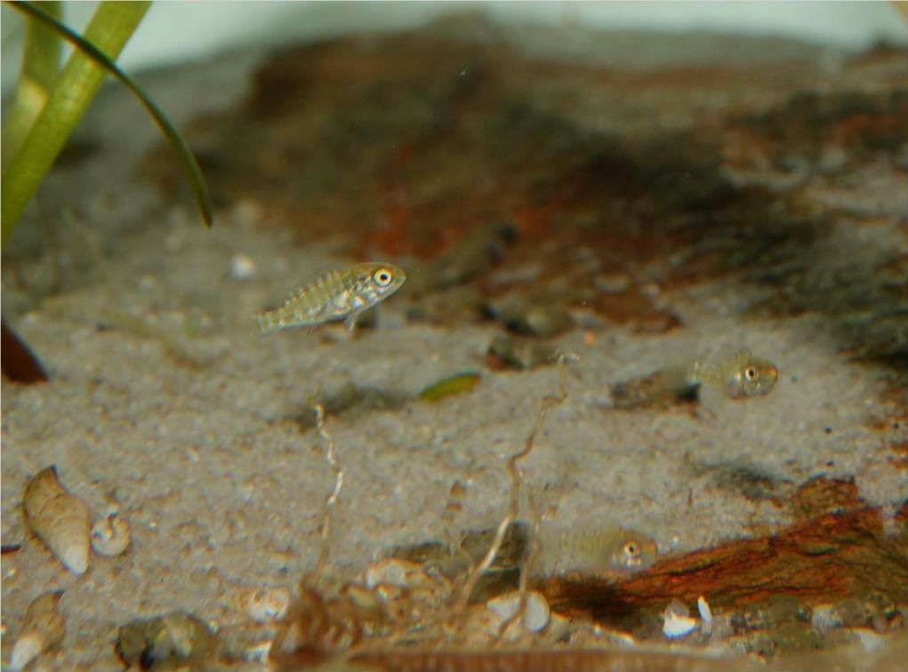 Tropheus, Petrochromis y Simochromis - Página 2 Picture2-4