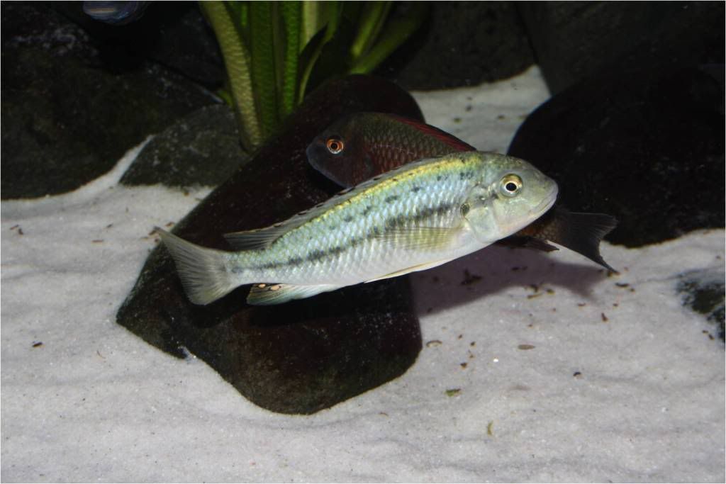 Tropheus, Petrochromis y Simochromis - Página 2 Picture2-5