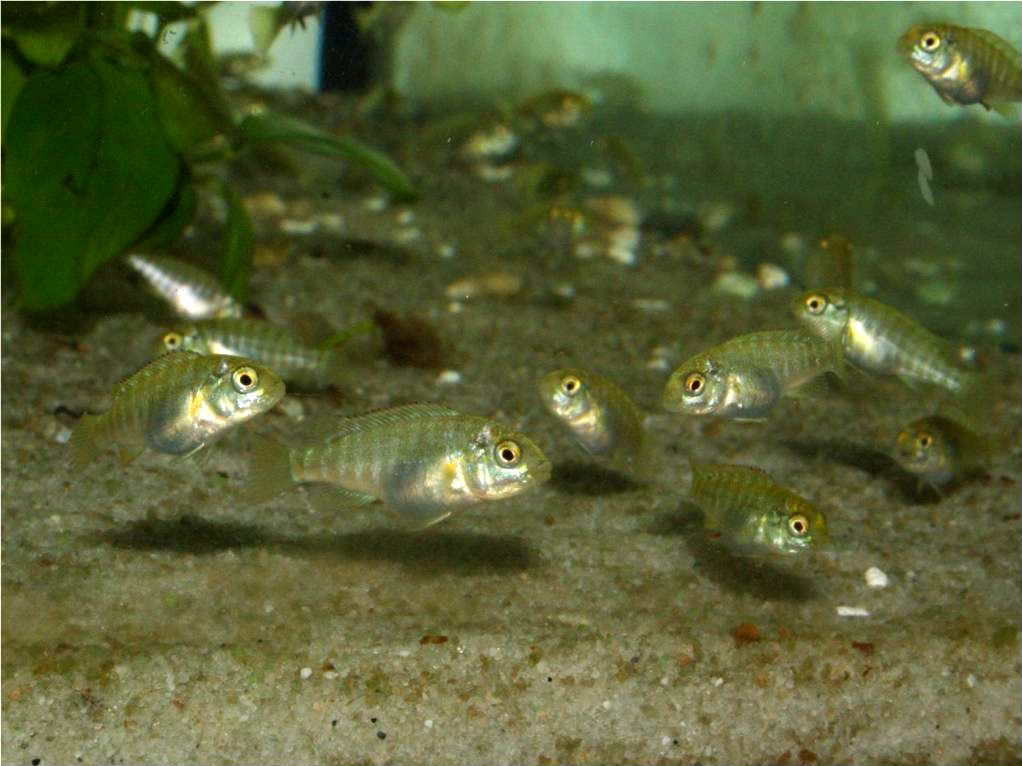 Simochromis diagrama isanga Picture3-12