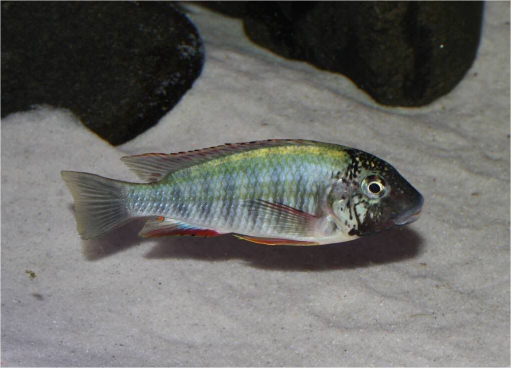 Tropheus, Petrochromis y Simochromis - Página 2 Picture3-4