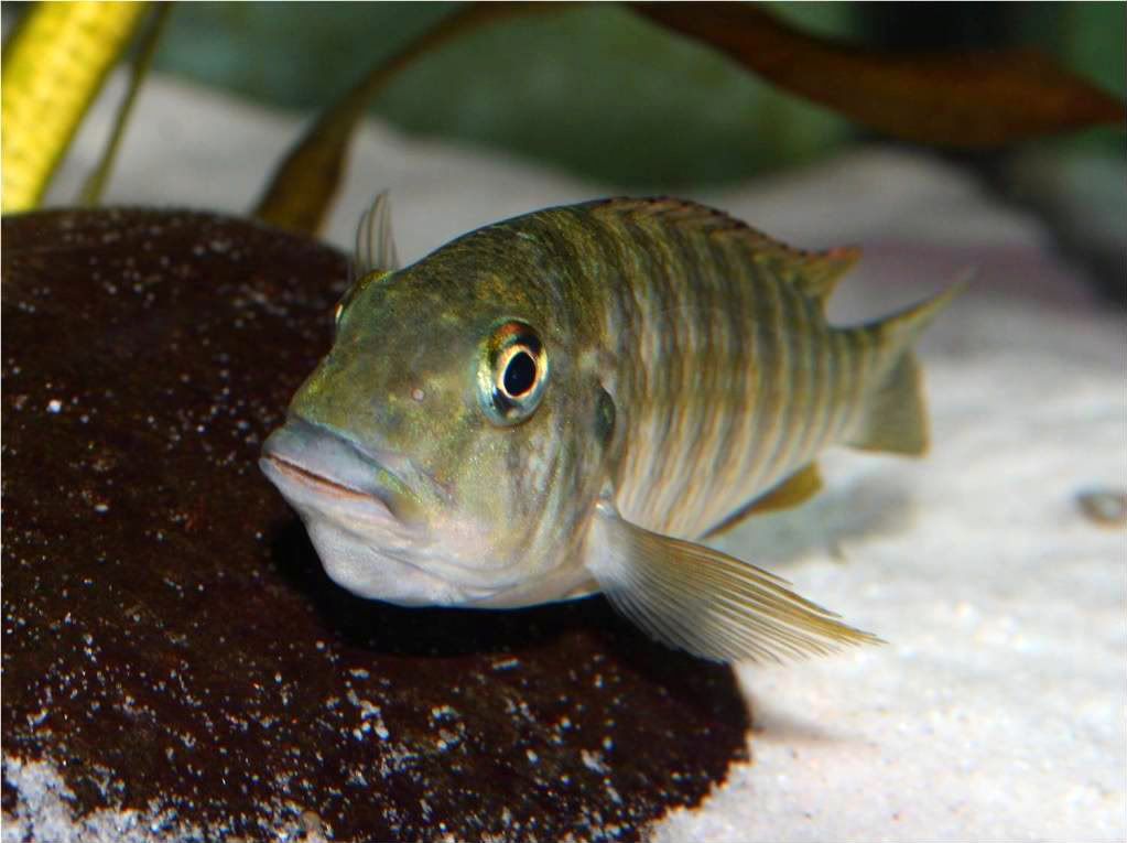 Tropheus, Petrochromis y Simochromis - Página 2 Picture4-2