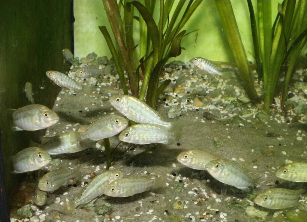 Tropheus, Petrochromis y Simochromis - Página 2 Picture4-3