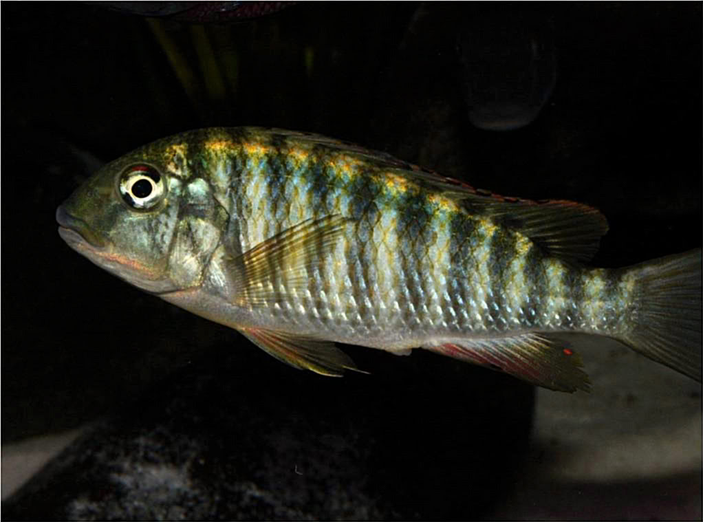 Tropheus, Petrochromis y Simochromis - Página 4 Picture4-4