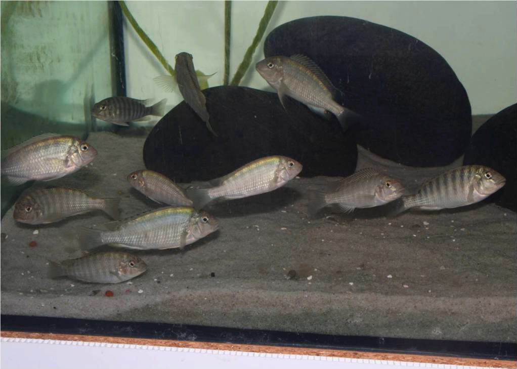 Simochromis diagrama isanga Picture4-5