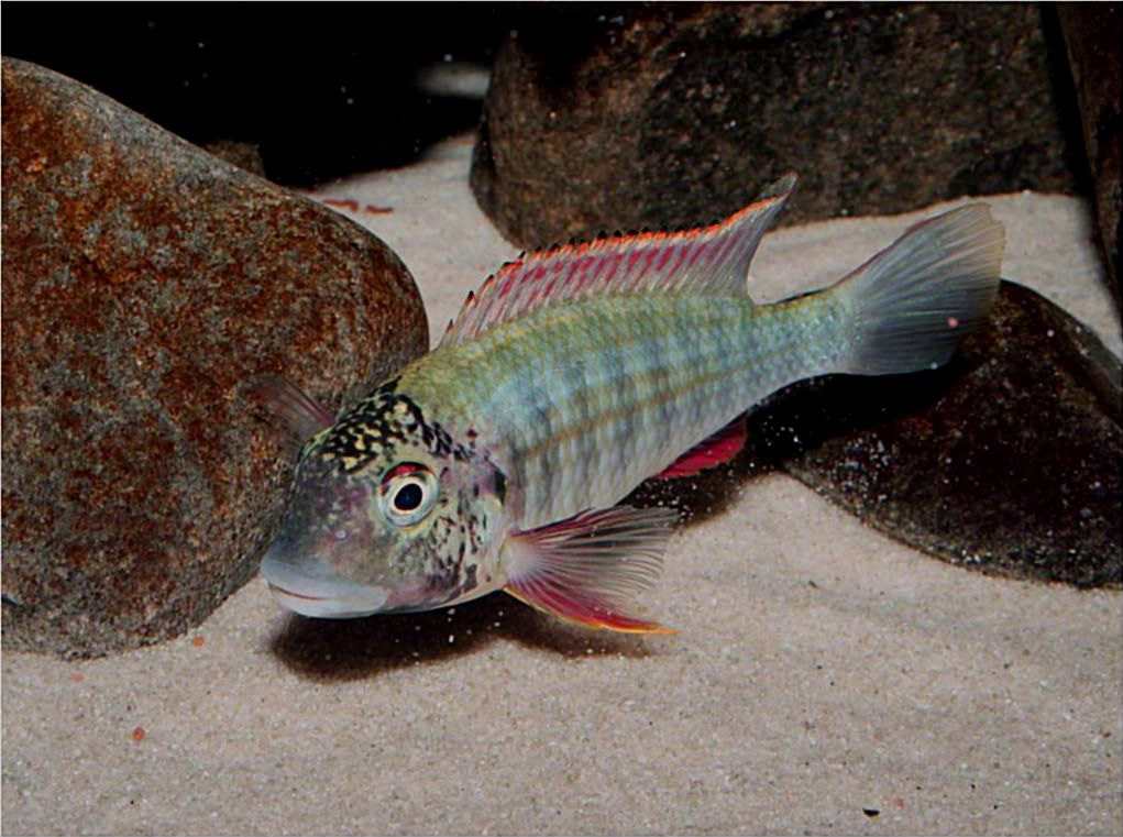 Tropheus, Petrochromis y Simochromis - Página 2 Picture5-1