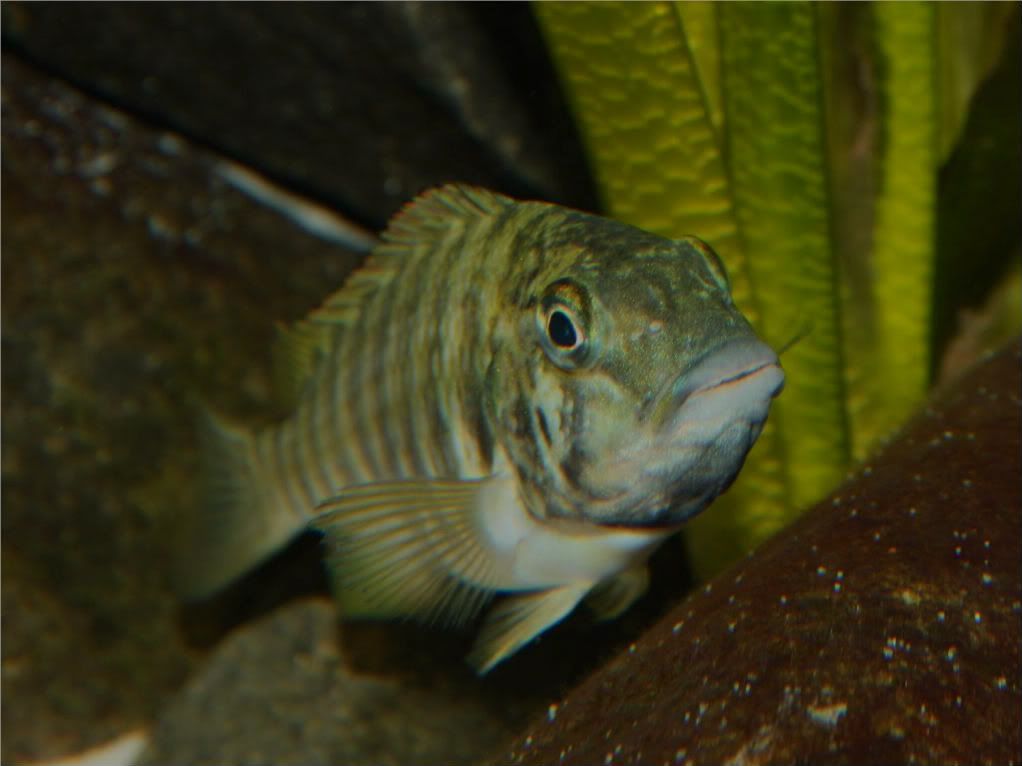 Tropheus, Petrochromis y Simochromis - Página 2 Picture5-3