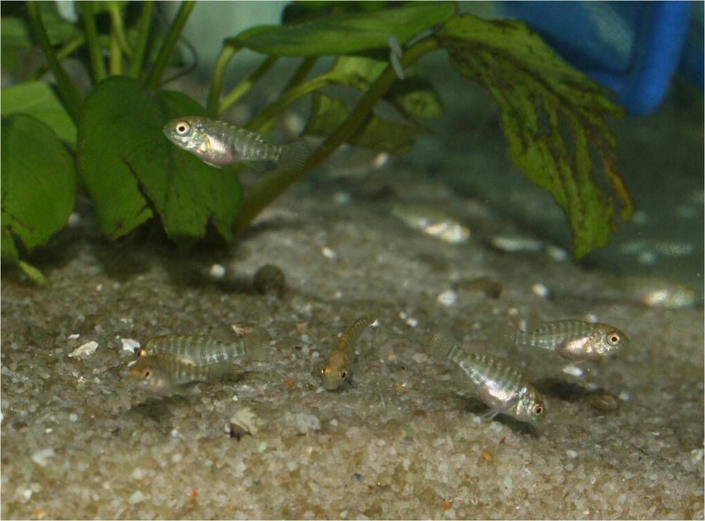 Tropheus, Petrochromis y Simochromis - Página 2 Picture5-4