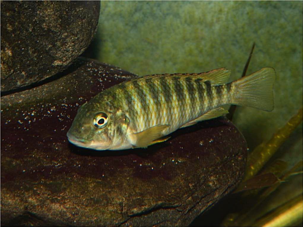 Tropheus, Petrochromis y Simochromis - Página 2 Picture6-1