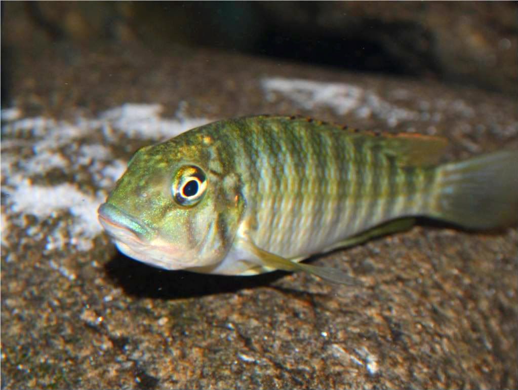 Tropheus, Petrochromis y Simochromis - Página 2 Picture6-3
